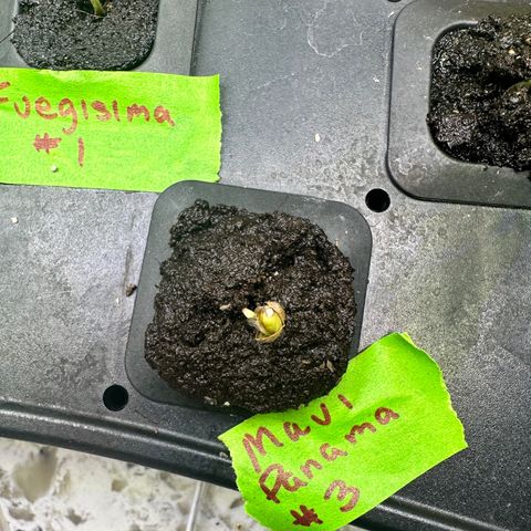 Maui Panama #3 growlog timeline photo