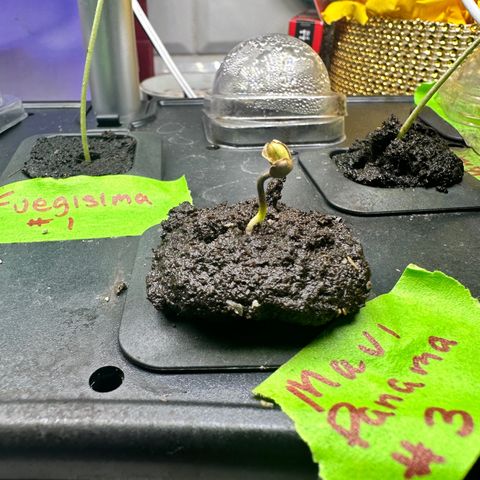 Maui Panama #3 growlog timeline photo