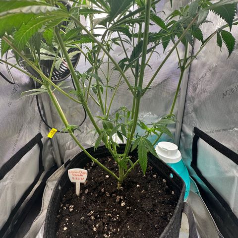 Lemore’ growlog timeline photo