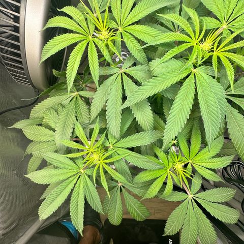 Lemore’ growlog timeline photo