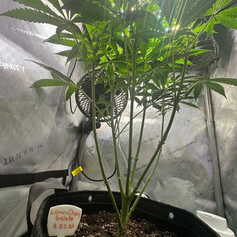 Lemore’ growlog timeline photo