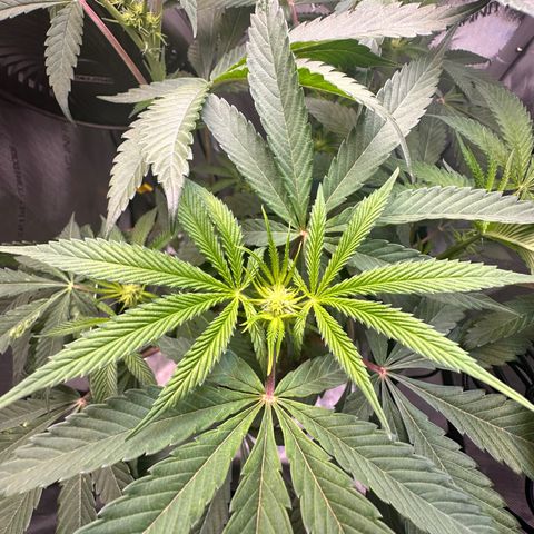 Lemore’ growlog timeline photo