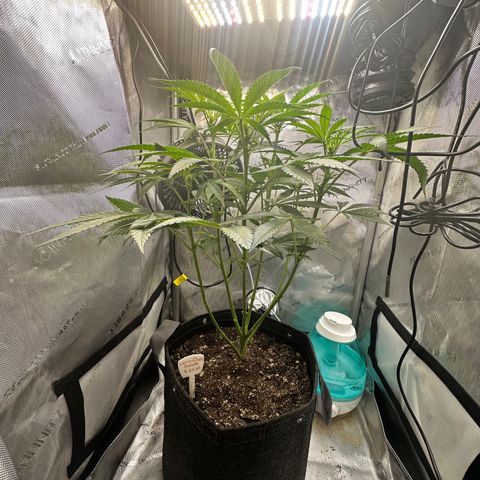 Lemore’ growlog timeline photo