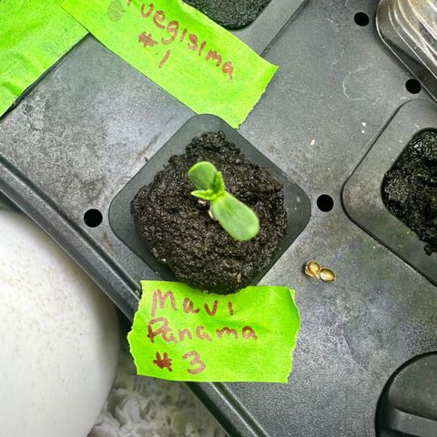 Maui Panama #3 growlog timeline photo