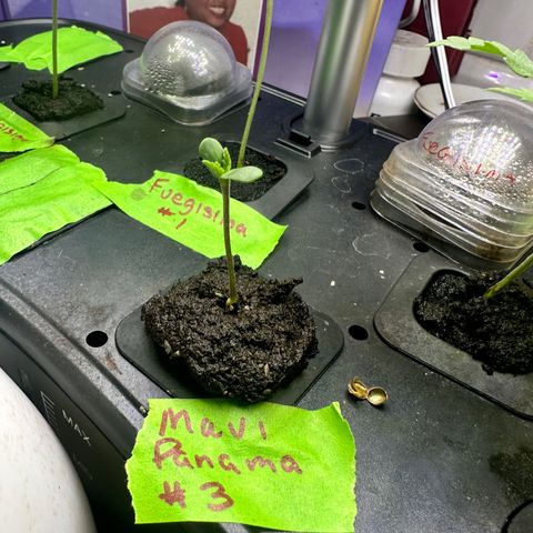 Maui Panama #3 growlog timeline photo