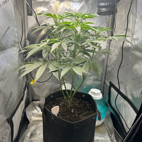 Lemore’ growlog timeline photo