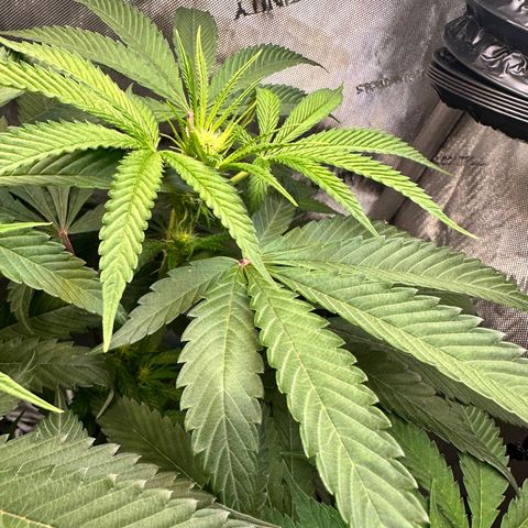 Lemore’ growlog timeline photo