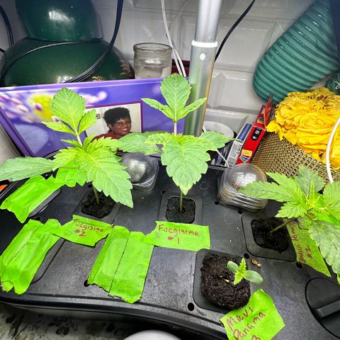 Fuegisima #1 growlog timeline photo