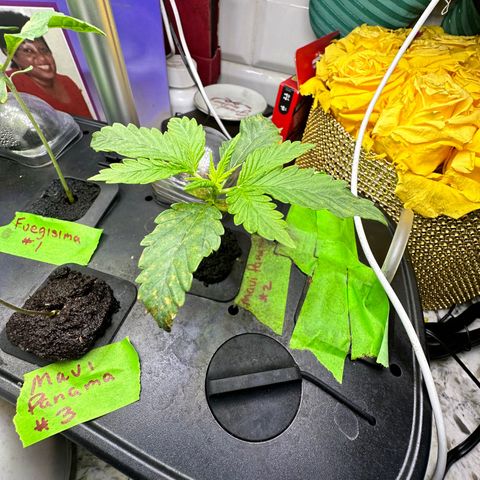 Maui Panama #2 growlog timeline photo