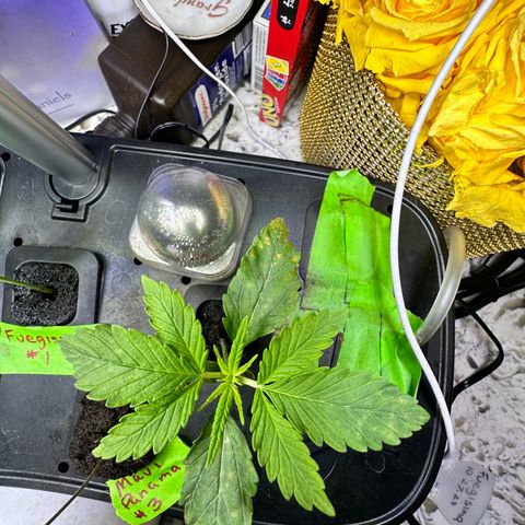 Maui Panama #2 growlog timeline photo