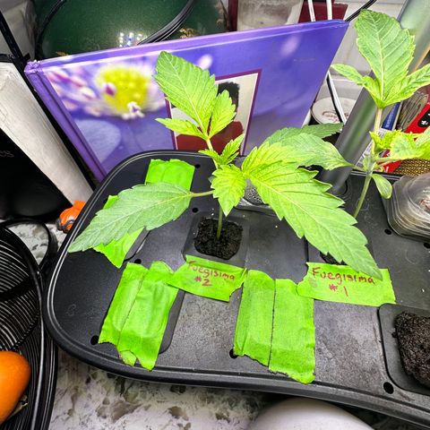 Fuegisima #2 growlog timeline photo