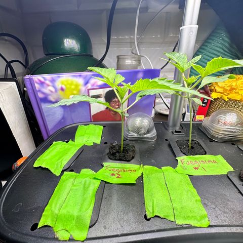 Fuegisima #2 growlog timeline photo