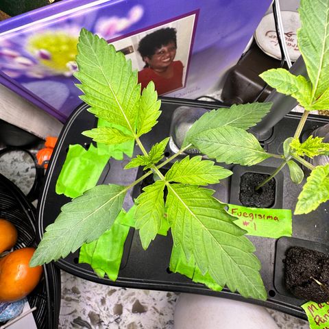 Fuegisima #2 growlog timeline photo