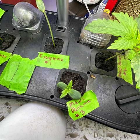 Maui Panama #3 growlog timeline photo