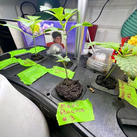 Maui Panama #3 growlog timeline photo