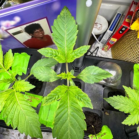 Fuegisima #1 growlog timeline photo