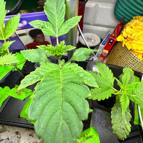 Fuegisima #1 growlog timeline photo