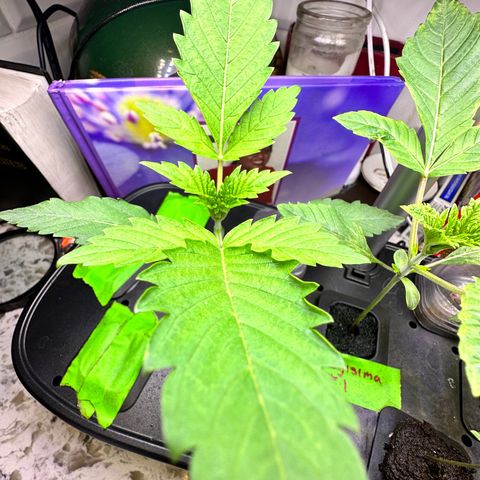 Fuegisima #2 growlog timeline photo