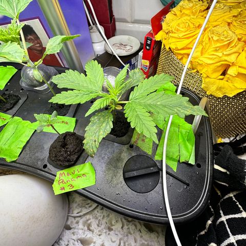 Maui Panama #2 growlog timeline photo