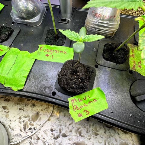 Maui Panama #3 growlog timeline photo