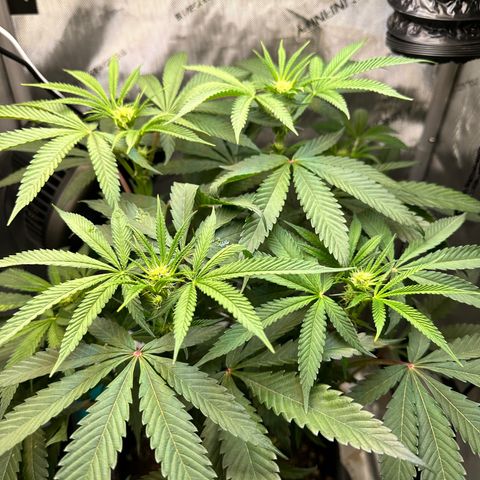 Lemore’ growlog timeline photo