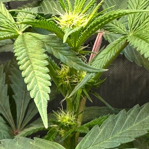 Lemore’ growlog timeline photo