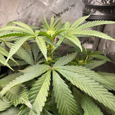 Lemore’ growlog timeline photo