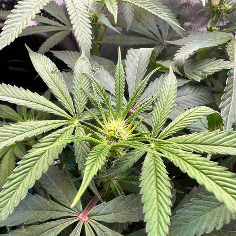 Lemore’ growlog timeline photo