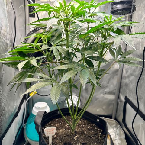 Lemore’ growlog timeline photo