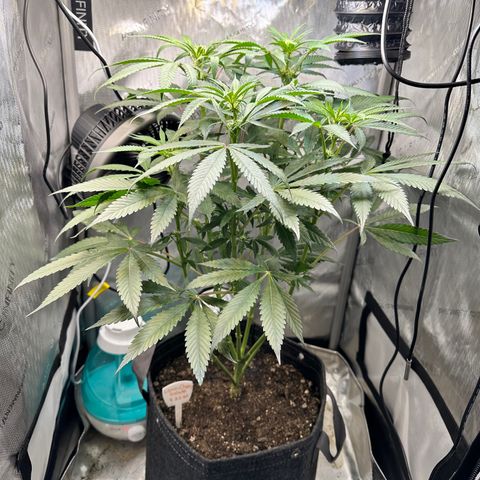 Lemore’ growlog timeline photo