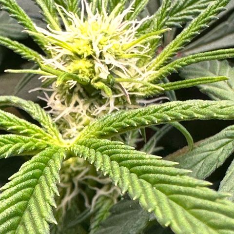 Lemore’ growlog timeline photo