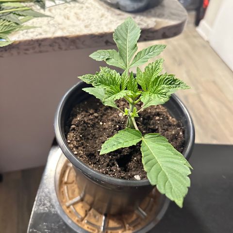 Fuegisima #1 growlog timeline photo