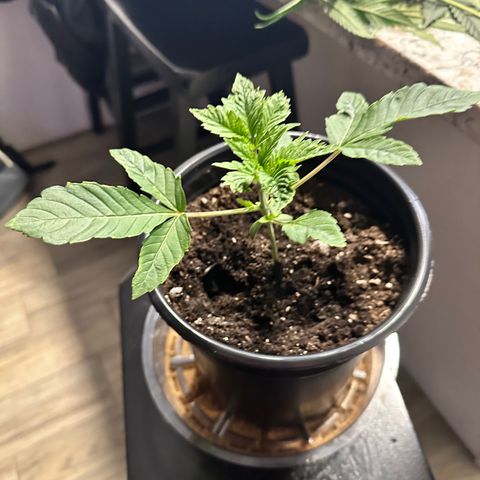 Fuegisima #1 growlog timeline photo
