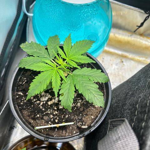 Maui Panama #2 growlog timeline photo