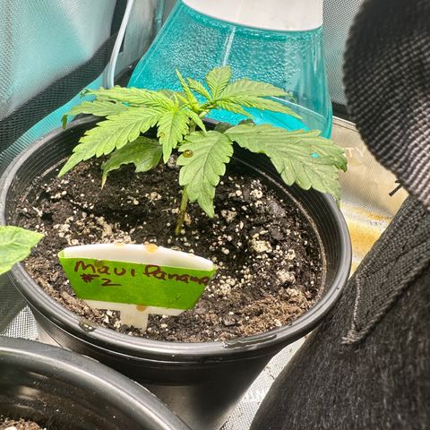 Maui Panama #2 growlog timeline photo