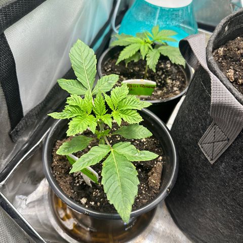 Fuegisima #1 growlog timeline photo