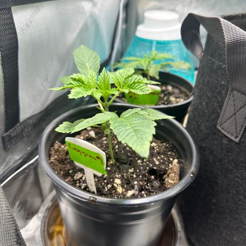 Fuegisima #1 growlog timeline photo