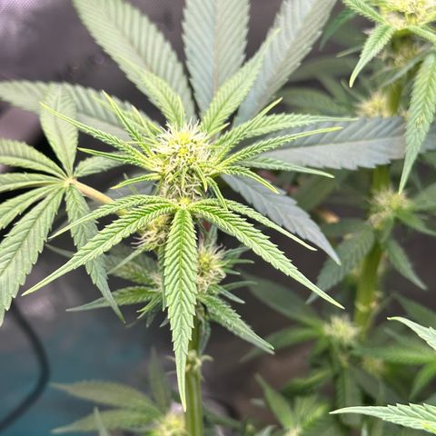Lemore’ growlog timeline photo