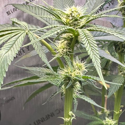 Lemore’ growlog timeline photo