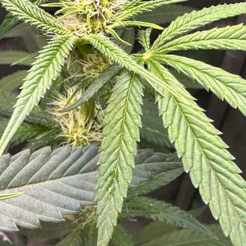 Lemore’ growlog timeline photo