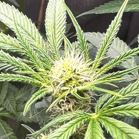 Lemore’ growlog timeline photo