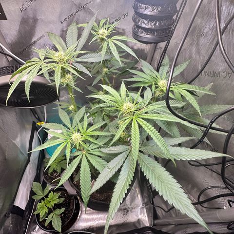 Lemore’ growlog timeline photo