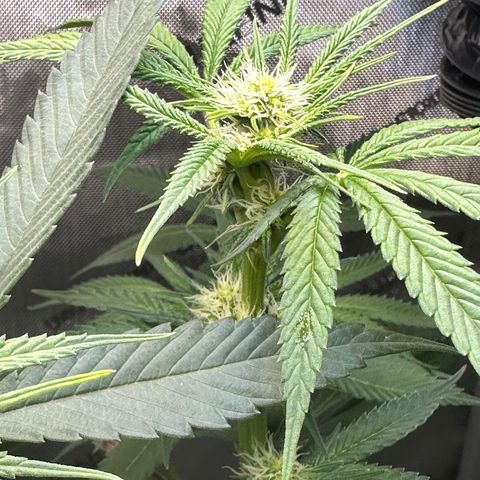 Lemore’ growlog timeline photo