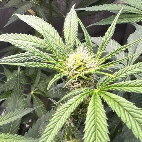 Lemore’ growlog timeline photo