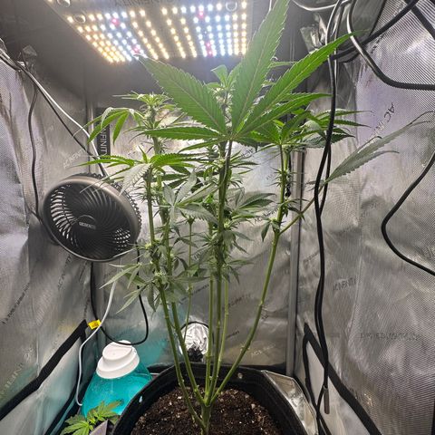Lemore’ growlog timeline photo