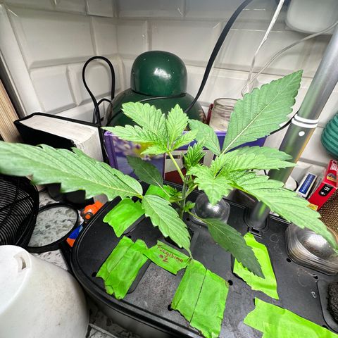 Fuegisima #2 growlog timeline photo