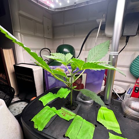 Fuegisima #2 growlog timeline photo