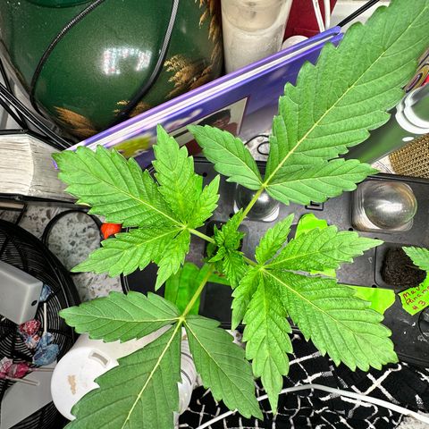 Fuegisima #2 growlog timeline photo