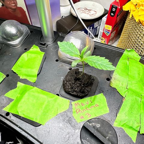 Maui Panama #3 growlog timeline photo