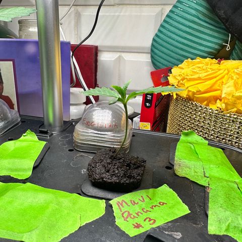 Maui Panama #3 growlog timeline photo